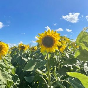 Meet your Posher, Fusayo